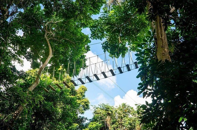 Adventure Trail Tour in the foothills of the National Rainforest - Pricing at $110 for about 60 minutes: where the value really comes from