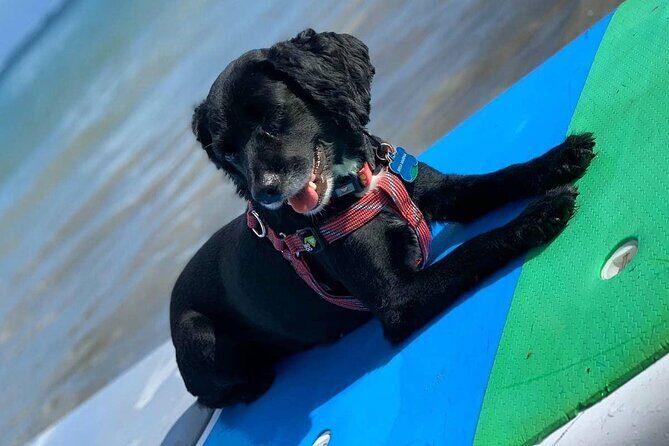 All-Day Paddleboard Rental – Fajardo, Puerto Rico - What to Bring So You’re Not Miserable on the Water