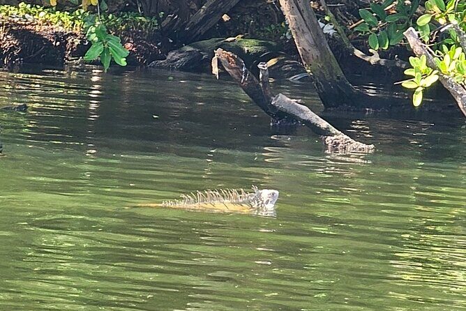 Backwater Wildlife and Boat Tour - What Wildlife You Can Actually See on This Calm Cruise