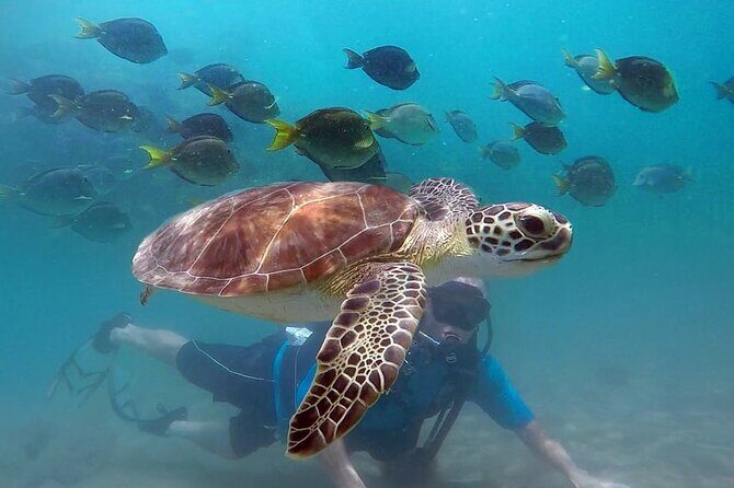 Beginner Scuba Diving with Turtles and Videos, San Juan - Key highlights to know before you go