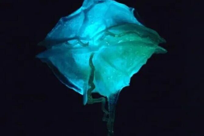 Bioluminescent Bay Kayak Tour in Fajardo Puerto Rico - Bahia Fajardo and the mangrove channel warm-up