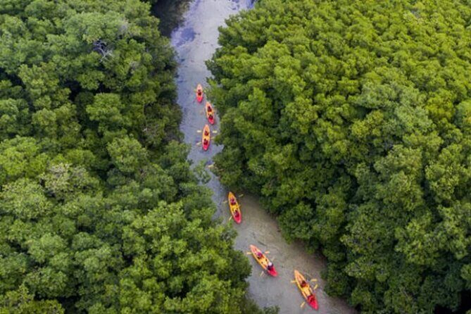 Bioluminescent Bay Kayak Tour in Fajardo Puerto Rico - Faro Cabezas de San Juan: lighthouse views and the paddle-dip glow
