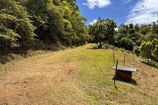 Cacao Walking Tour in Puerto Rico - Best Time to Book and Weather Reality