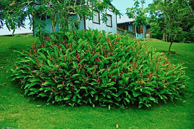 Caguas Cultural Day Trip from San Juan Including Botanical Garden and Lunch - Price and Value: Is $90 Fair for a Half-Day Culture Route?