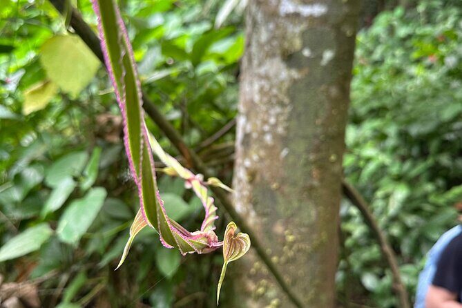 Chase Waterfalls - Discover a hidden 180ft rainforest gem - What to pack for towels, water, and comfort (so the day stays fun)