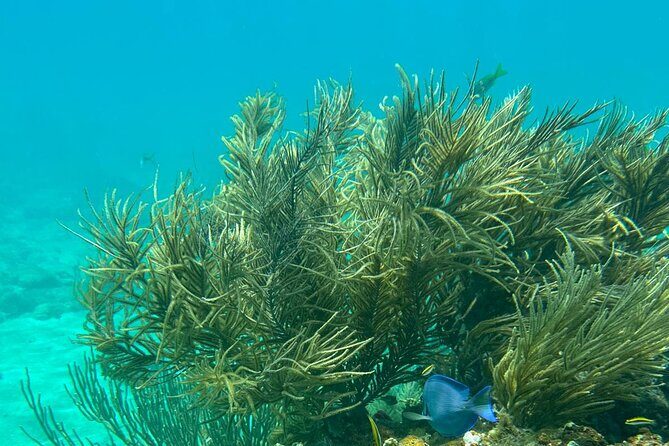 Coral Reef and Sea Turtle Snorkeling Experience - Melones Beach Coral Reefs: Where the Water Turns Busy