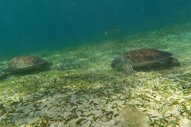 Coral Reef and Sea Turtle Snorkeling Experience - The Itinerary in Plain English (and What to Watch For)