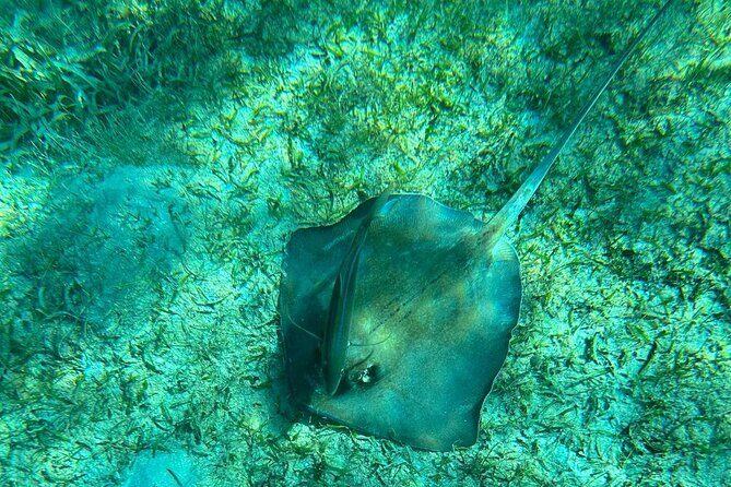 Coral Reef and Sea Turtle Snorkeling Experience - Who Should Book This Culebra Snorkeling Tour