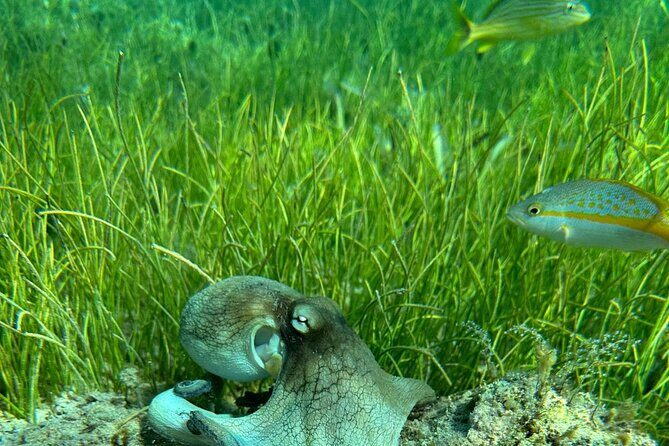 Coral Reef and Sea Turtle Snorkeling Experience - Weather, Real Life, and How to Plan Around It
