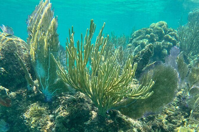 Coral Reef and Sea Turtle Snorkeling Experience - Tamarindo Beach Turtle Snorkeling: The Main Event