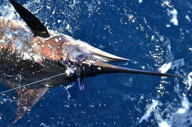Deep Sea Fishing Private Boat Charter in San Juan - Comfort, Seasickness, and the Rules That Keep the Day Going