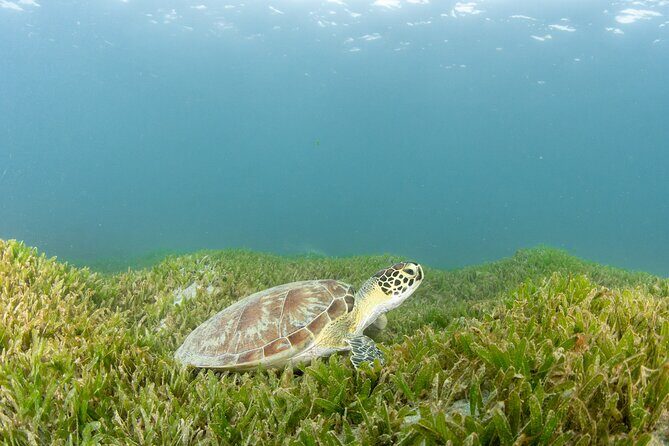 Discover Scuba Diving in San Juan - Value check: is $185.50 a fair deal?