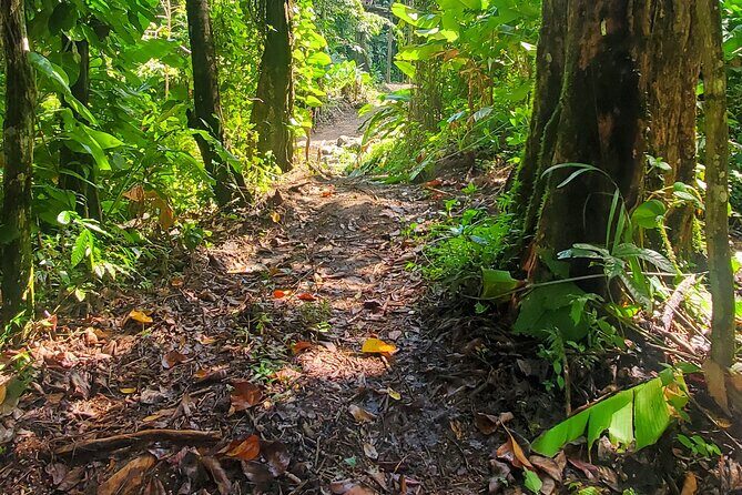 El Yunque National Rainforest and Luquillo Beach Tour - Price and what you actually get for $79
