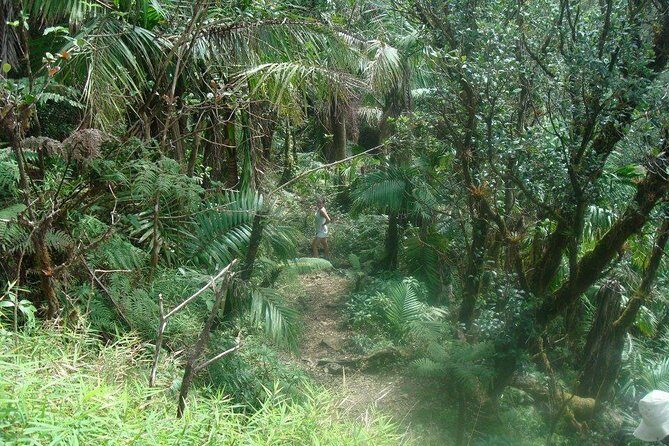 El Yunque Rainforest Full Day Private Tour - Why a private El Yunque day beats the usual bus tour