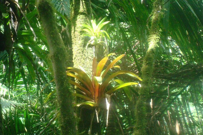 El Yunque Rainforest Full Day Private Tour - Stop 1: El Yunque National Forest hike through cloud-forest terrain