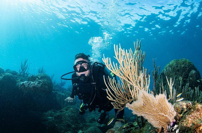 Experience Scuba - Where you’ll see marine life: reefs and Puerto Rico sites