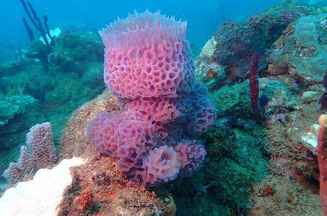 Experience Scuba Diving / NO certification Needed - Shore Entry Under Instruction: The 2.5-Hour Rhythm