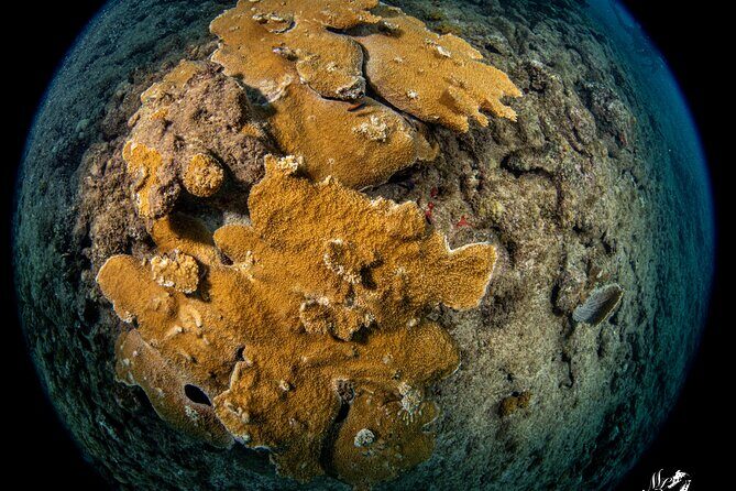 Experience Scuba - Entering the water at Scuba MotionPR-2 in Vega Baja