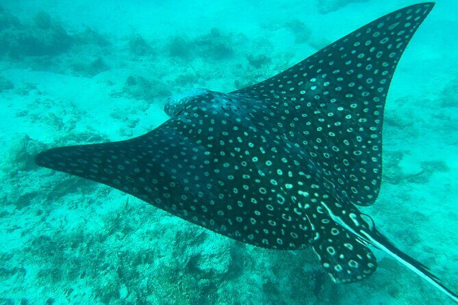 Full-Day Snorkeling Gear Rental in Puerto Rico - Choosing Your Rental Time: How to Plan for the Best Day