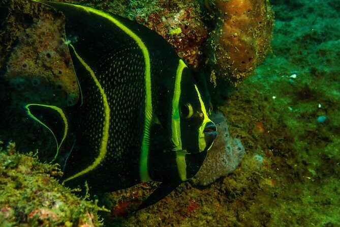 Guided Coral Reef Scuba Tour / 1 tank (Certified Divers Only) - Rincón Shore Reef Session: What Your 1 Tank Really Means