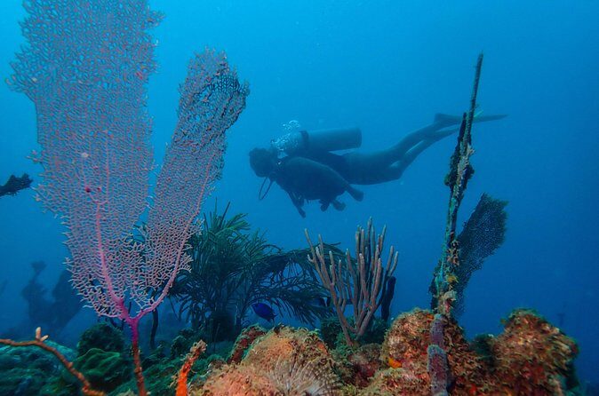 Guided Coral Reef Scuba Tour / 1 tank (Certified Divers Only) - Morning vs Afternoon: Picking the Time That Fits Your Camera and Your Day