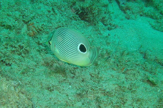 Guided Coral Reef Snorkeling Tour - Price and value: is $49.99 worth it in Rincón?