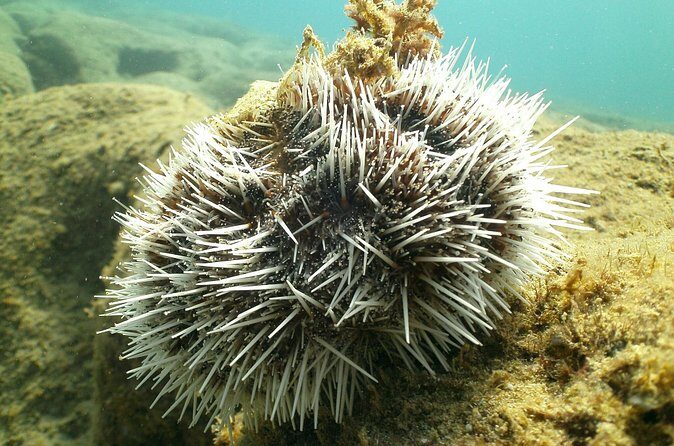Guided Coral Reef Snorkeling Tour - Who this snorkel tour suits best