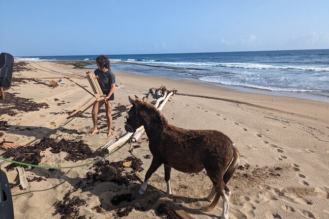 Guided Hike with Miniature Donkeys to a Secluded Beach - Key highlights worth planning for