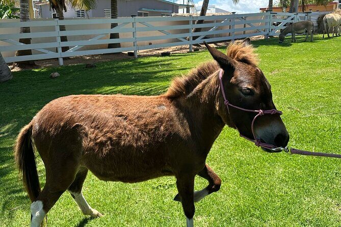 Guided Hike with Miniature Donkeys to a Secluded Beach - Hacienda222 start: where the morning adventure begins