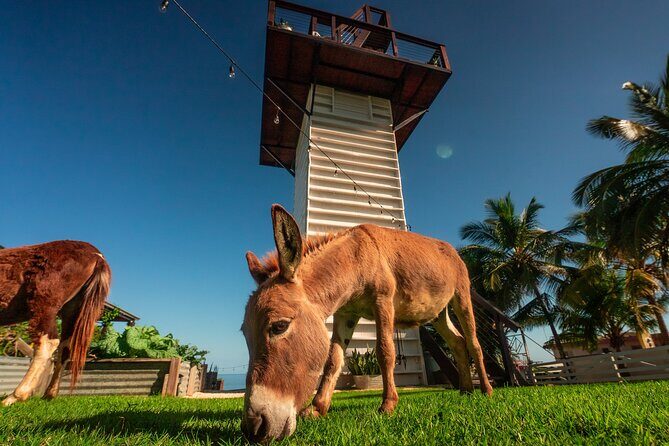 Guided Hike with Miniature Donkeys to a Secluded Beach - Duration, start time, and how to think about effort