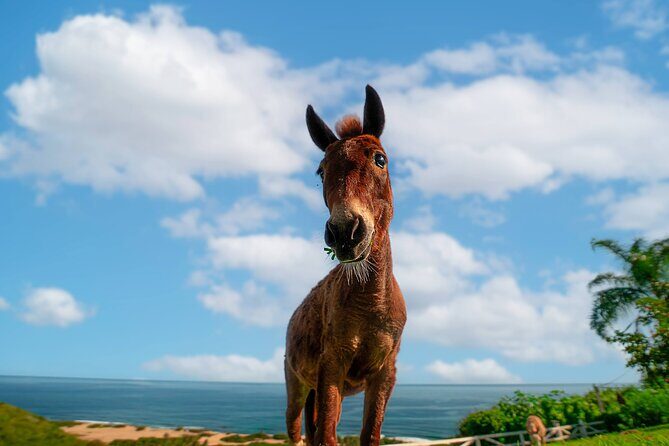 Guided Hike with Miniature Donkeys to a Secluded Beach - Price and value: what $75 buys you in real terms