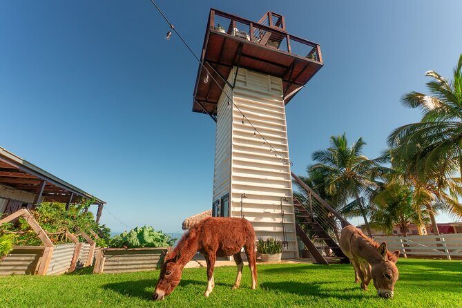 Guided Hike with Miniature Donkeys to a Secluded Beach - What to bring so the morning stays smooth