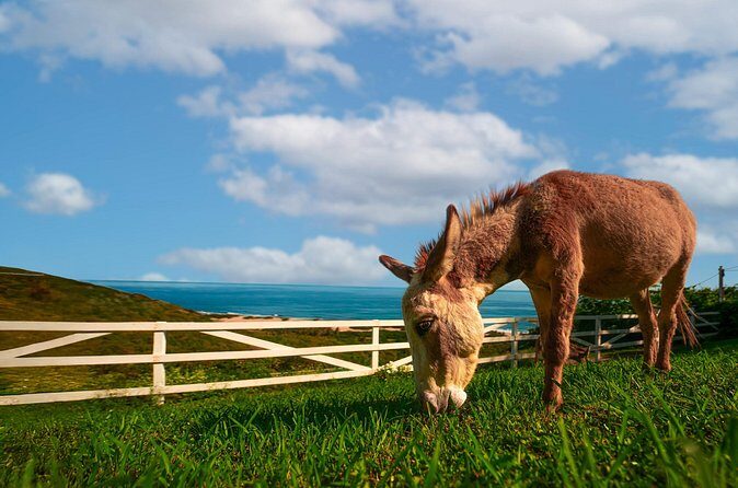 Guided Hike with Miniature Donkeys to a Secluded Beach - Who should book this hike with mini donkeys?