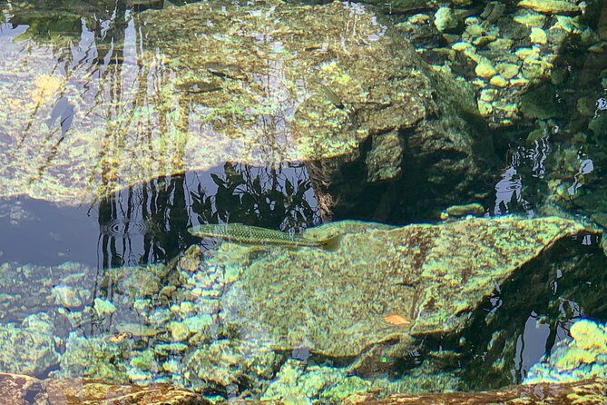 Hidden Gems of the North, Puerto Rico Private Tour - The Spring Swim: A Crystal-Clear Reward After a Short Hike