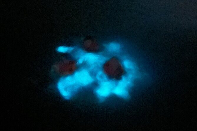 Mystic Waters A Bioluminescent Night Tour - Price and Logistics: Does $65 Add Up to Real Value?
