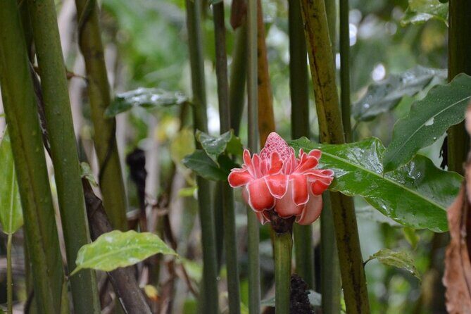 Private Tour of El Yunque Rainforest from San Juan - Guide Attention and Certified Support: Why Private Feels Different