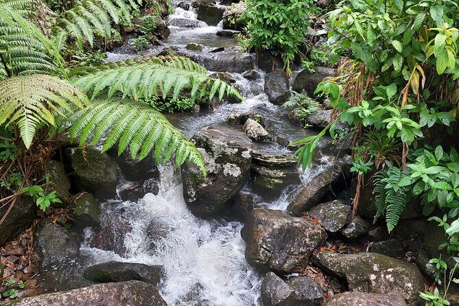 Puerto Rico: El Yunque Sightseeing Half-Day Tour w/Transfer - Low-to-Moderate Trail Time (and Optional Swim Conditions)