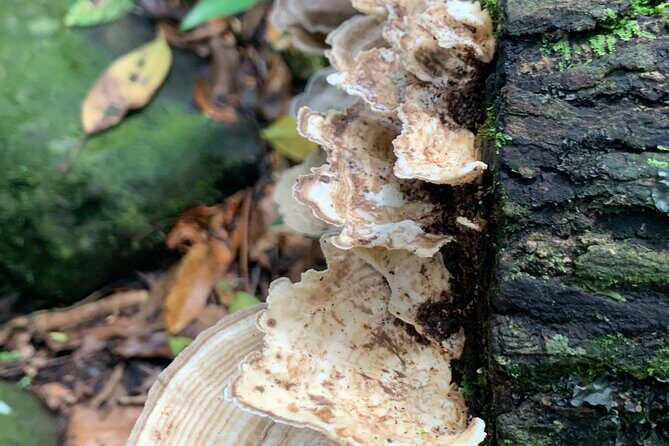 Rainforest Nature Walk & Luquillo Beach Combo - Price and value: does $75 make sense?