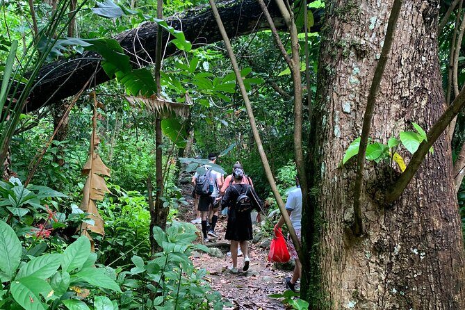 Rainforest River Nature Walk Adventure and Luquillo Beach - Catarata La Coca: 20 minutes, 85 feet, and big photo energy