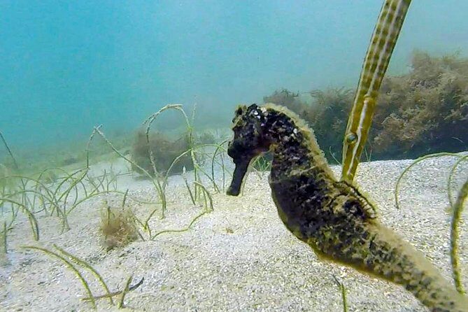 San Juan Guided Snorkel With Turtles Tour and Videos - The GoPro Video: A Small Extra That Changes How You Feel About the Trip