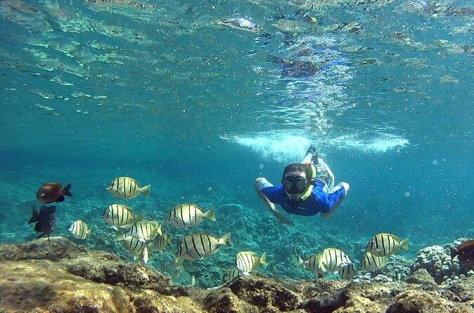 San Juan Guided Snorkeling Experience - With Transport 8am or 3pm - Who this snorkel tour is best for