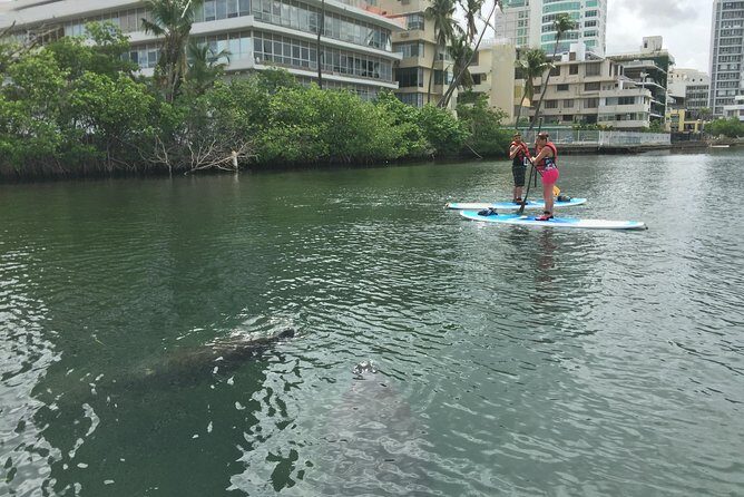 San Juan | Paddleboard | Kayak | Snorkeling | Guided Tours - Price and value: Is $65 a good deal for this kind of outing?