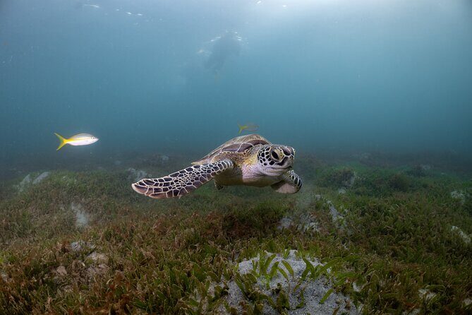 San Juan Snorkeling Tour with Fish and Turtles - Key things I’d bet you’ll care about