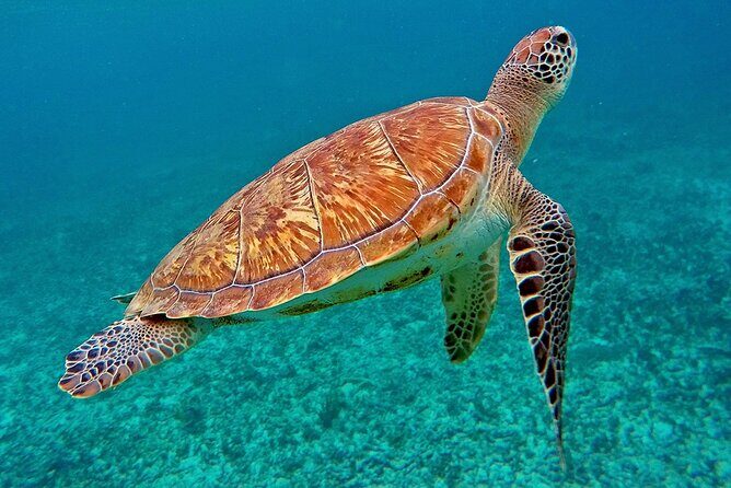 Scuba Dive and Snorkel Private Charter in Puerto Rico - Who this charter fits best (and when to rethink it)