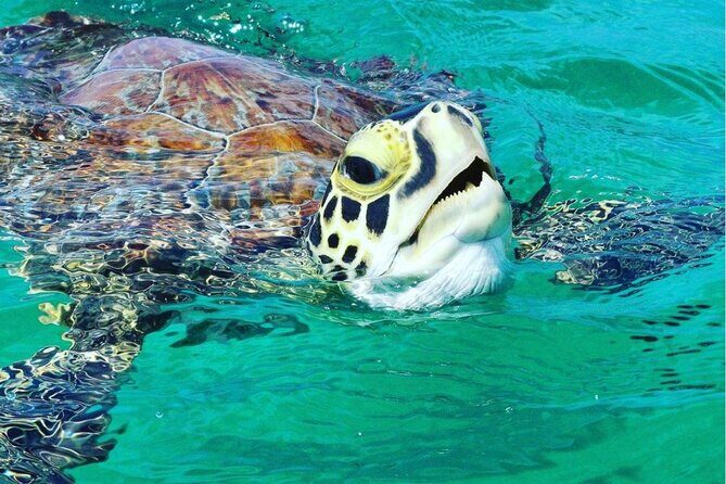 Snorkeling Tour to Vieques Island only 30 minutes away! - Key Things I’d Prioritize on This Vieques Snorkeling Tour