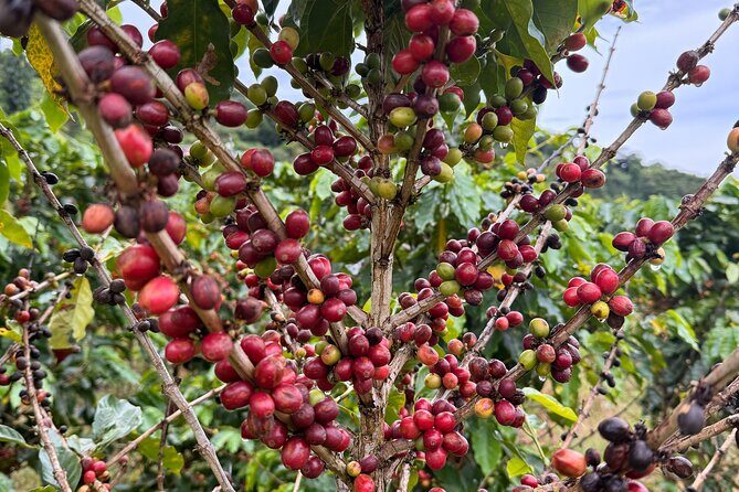 Sueños de Cafe - A Coffee Lovers Dream - Price and logistics: is $209 actually good value?