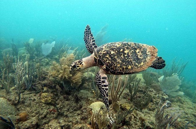 Sunset Snorkeling - Safety and comfort: how to think about the risks