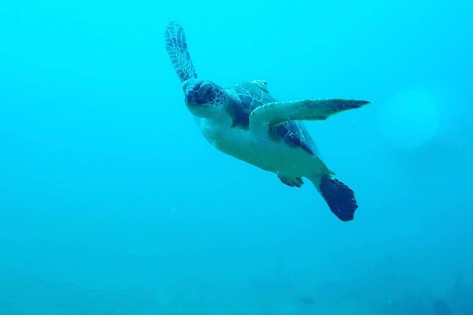 Sunset Snorkeling - How to make the most of your UV sunset snorkeling
