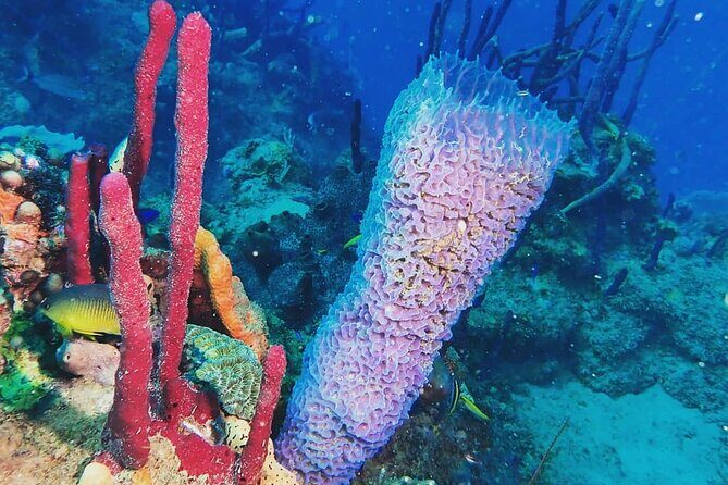 Sunset Snorkeling - Who should book Sunset Snorkeling in Rincón?